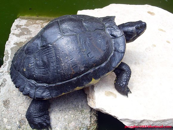 Trachemys scripta scripta