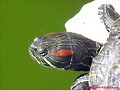 Trachemys scripta elegans