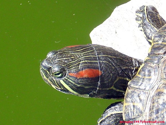 Trachemys scripta elegans