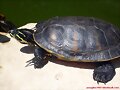 Macho de Pseudemys nelsoni