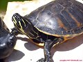 Pseudemys nelsoni