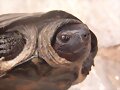 Siebenrockiella crassicollis