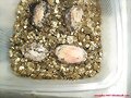Huevos de Pelusios