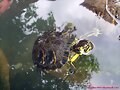 Macho  de Trachemys scripta scripta