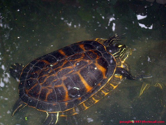 Pseudemys concinna & Pseudemys nelsoni