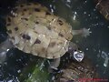 Hembra de Graptemys pseudogeographica