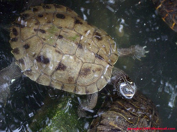 Hembra de Graptemys pseudogeographica