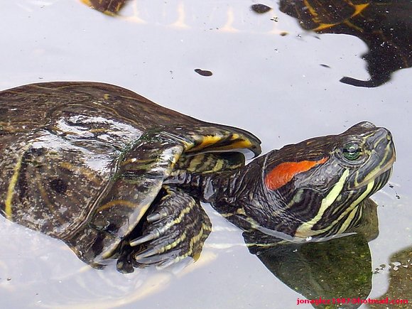 Trachemys scripta elegans