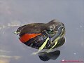 Trachemys scripta elegans