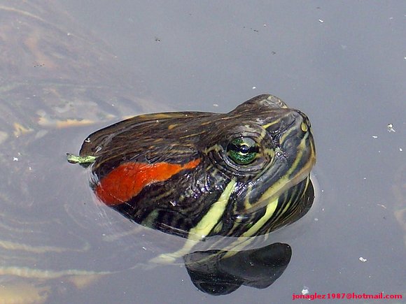 Trachemys scripta elegans