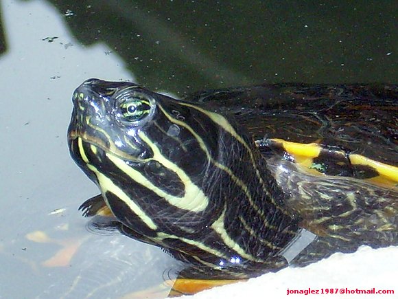 Pseudemys concinna