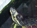 Trachemys scripta scripta