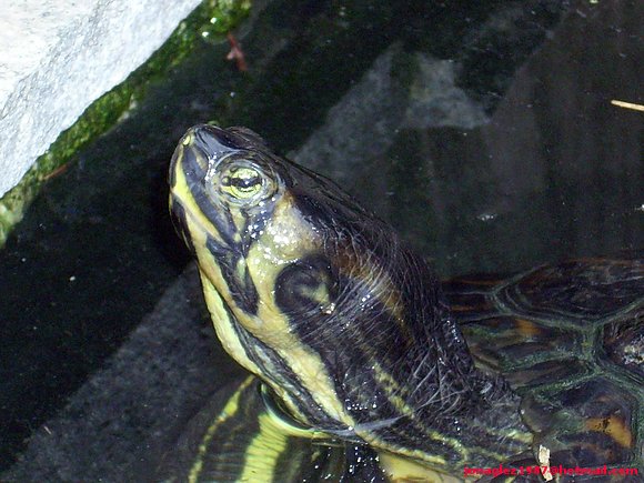 Trachemys scripta scripta