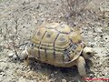 Testudo graeca