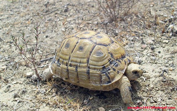 Testudo graeca
