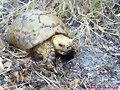 Testudo graeca