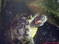 Trachemys scripta elegans