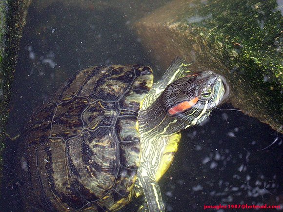 Trachemys scripta elegans
