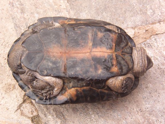 Siebenrockiella crassicollis