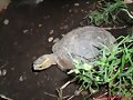 Hembra de Cuora flavomarginata