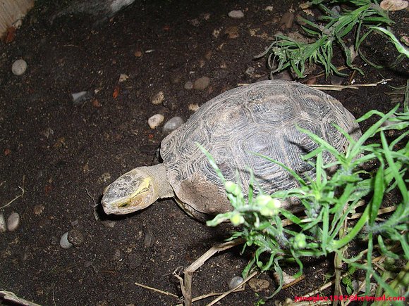 Hembra de Cuora flavomarginata