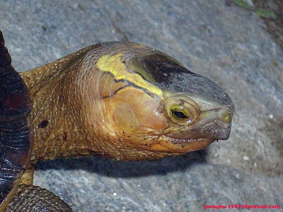 Cuora flavomarginata