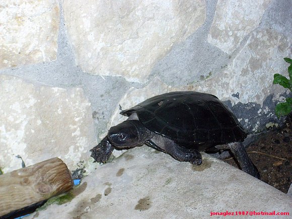 Siebenrockiella crassicollis