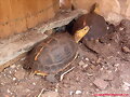 Cuora flavomarginata