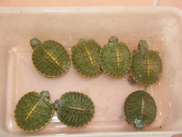 Babys de Trachemys s. elegans
