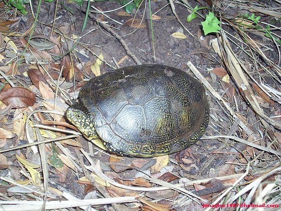 Emys orbicularis en Menorca