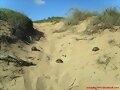 Testudo hermanni en Menorca