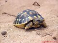 Testudo hermanni en Menorca