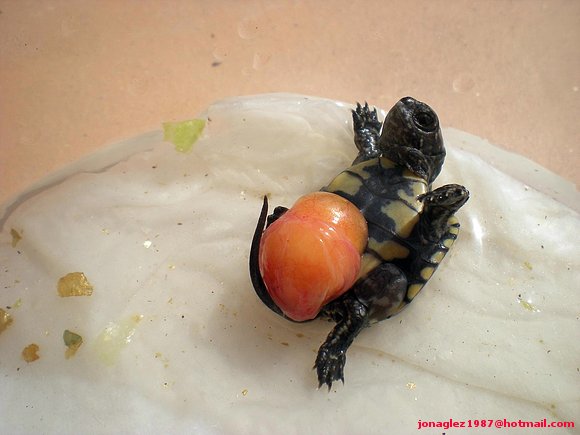Eclosion