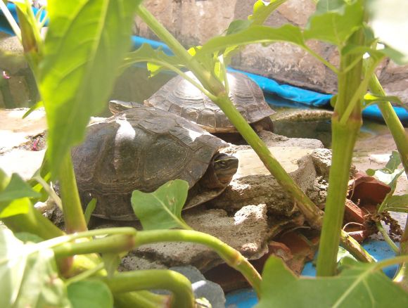 Cuora amboinensis