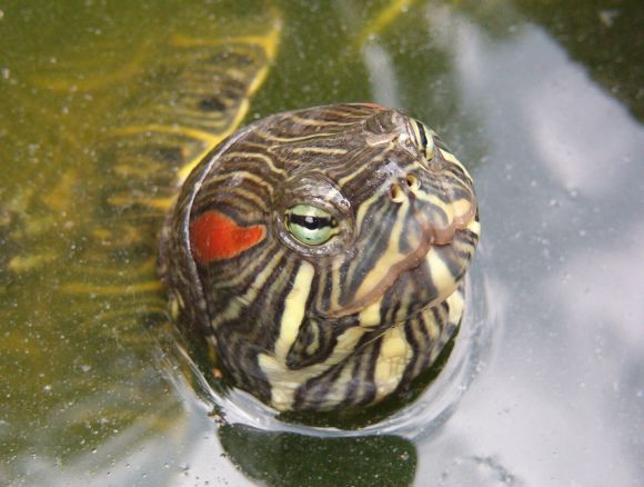 Trachemys s. elegans