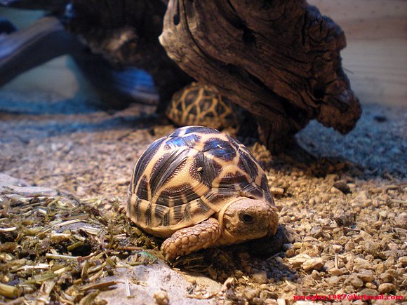 Geochelone elegans
