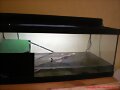Acuario tortugas acu&aacute;ticas babys