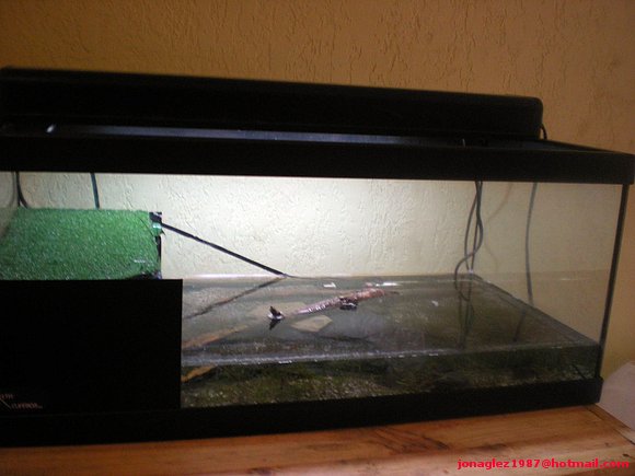 Acuario tortugas acuáticas babys