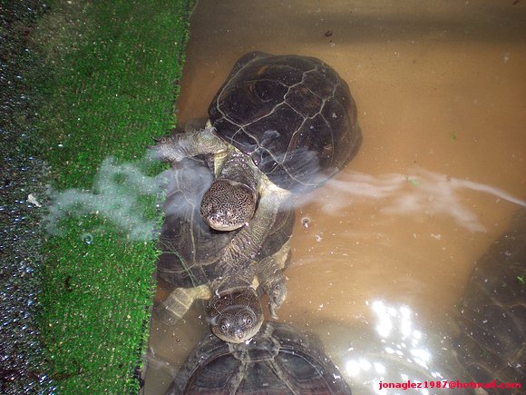 Pelusios castaneus