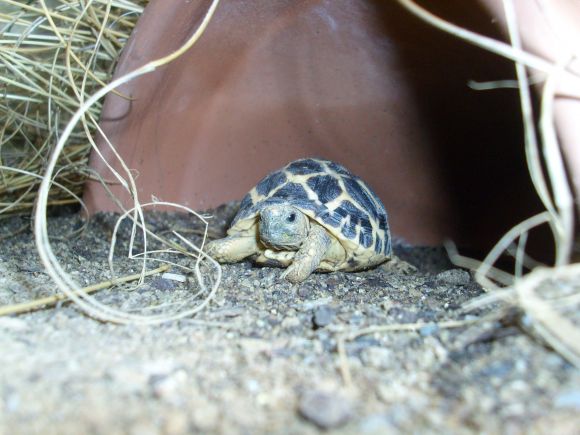 Geochelone elegans