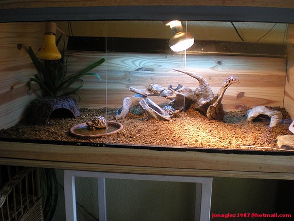 Terrario G. elegans