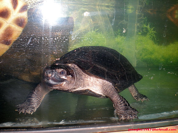 Siebenrockiella crassicollis