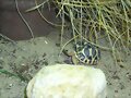 Geochelone elegans