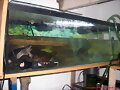 Acuario