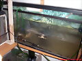 Acuario Pelusios