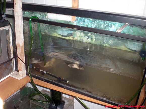 Acuario Pelusios