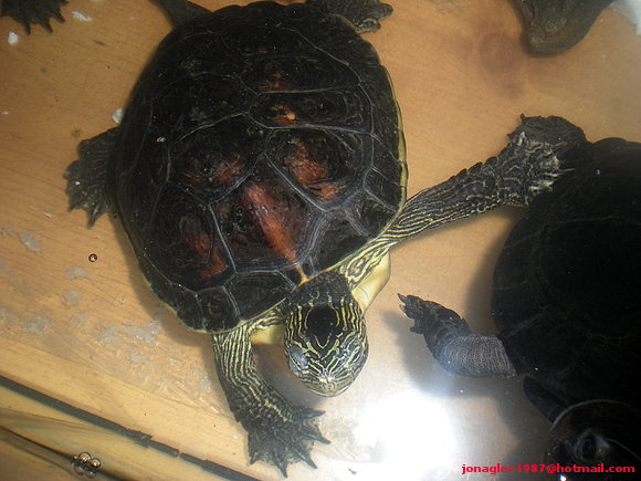 Macho Ocadia sinensis