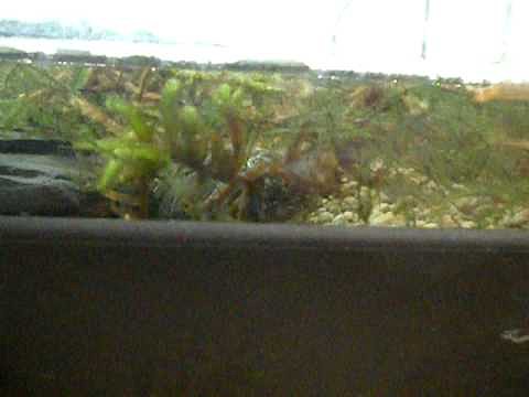 Galapagos comiendo