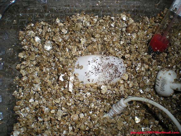 Huevo C.flavomarginata 3 dias despues