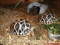 Geochelone elegans comiendo
